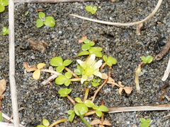 Ranunculus acaulis