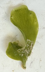 Caulerpa prolifera