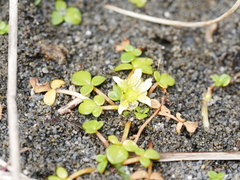 Ranunculus acaulis
