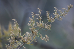 Ophryosporus peruvianus