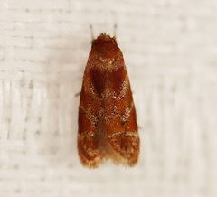 Gelechiidae