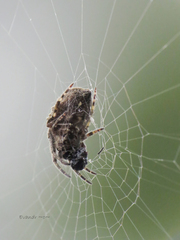 Parawixia