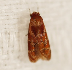 Gelechiidae