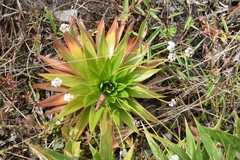 Paepalanthus