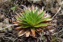 Paepalanthus
