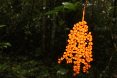 Chamaedorea pinnatifrons
