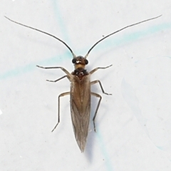 Valenzuela confluens