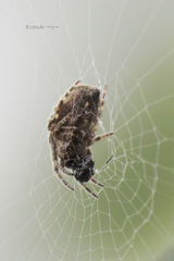 Parawixia