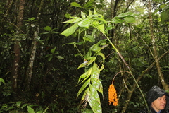 Chamaedorea pinnatifrons
