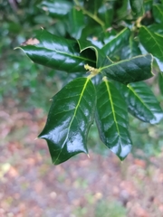 Ilex cornuta