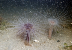 Pachycerianthus solitarius