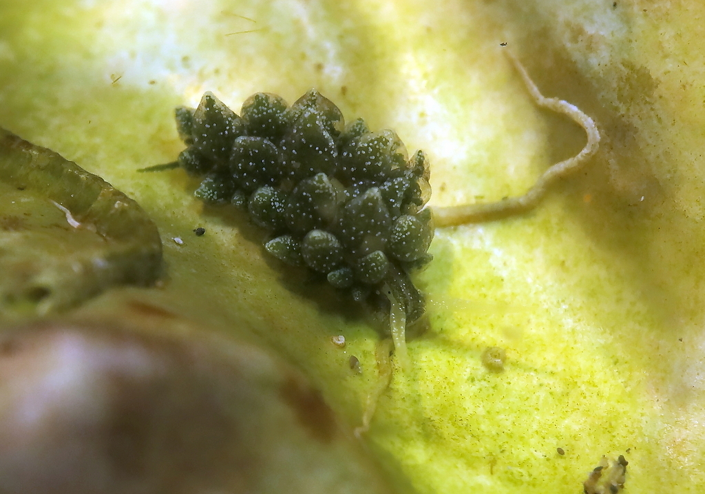 Ercolania viridis