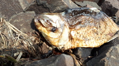 Characiformes