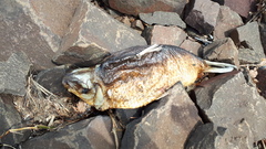 Characiformes