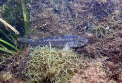 Gobius ophiocephalus