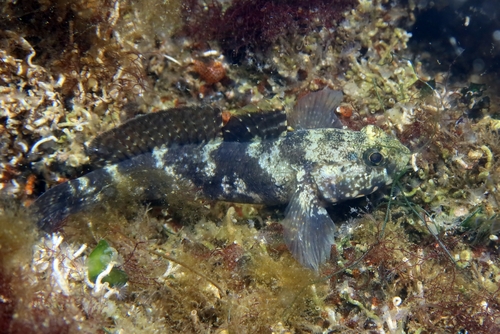 Rock Goby