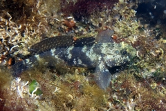 Gobius paganellus