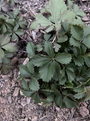 Potentilla simplex