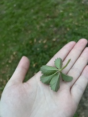 Potentilla simplex