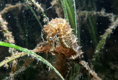 Hippocampus guttulatus