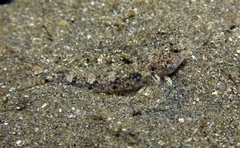 Pomatoschistus marmoratus