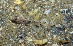 Pomatoschistus marmoratus