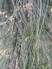 Casuarina