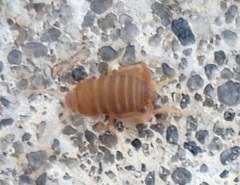 Myrmecophilus pergandei