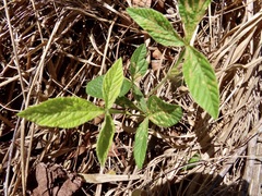 Flemingia parviflora