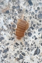 Myrmecophilus pergandei
