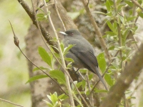 Plumbeous Black-Tyrant (Knipolegus cabanisi)