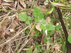 Rubus parvifolius