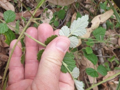 Rubus parvifolius