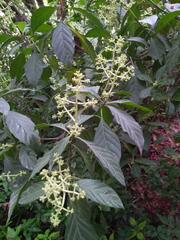 Psychotria carthagenensis