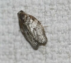 Isotenes miserana