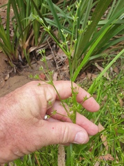 Juncus prismatocarpus