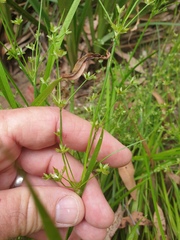 Juncus prismatocarpus