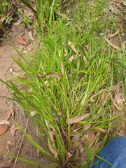 Juncus prismatocarpus