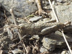 Eumigus monticola