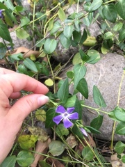 Vinca