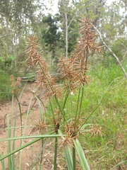 Cyperus exaltatus