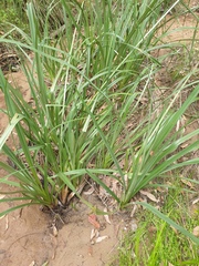 Cyperus exaltatus