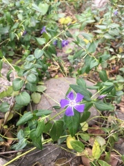 Vinca