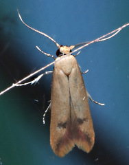 Tachystola hemisema