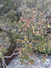 Maytenus acuminata acuminata
