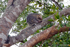 Coendou longicaudatus