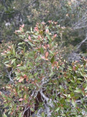 Maytenus acuminata acuminata