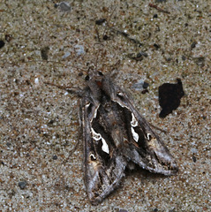 Chrysodeixis argentifera