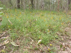 Chrysocephalum apiculatum