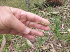 Microlaena stipoides